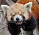 redpanda_yay emote