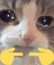 cat emote