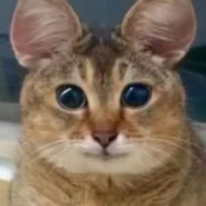 t4bor avatar