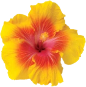 tropic_flower2 emote