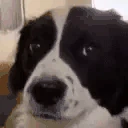 Erm emote