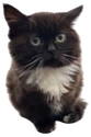 chmonya emote