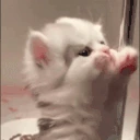 CuteCat emote