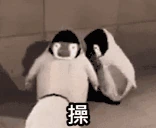 penguinC emote