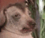 creatureTasty emote