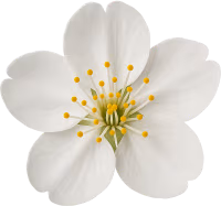 Whitesakuraflower emote