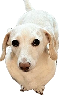 Whitney_Chewston emote