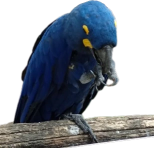 Twittereel emote