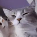 goodviber emote