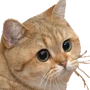 StareCat emote