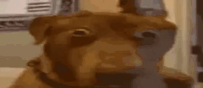 WhAT emote