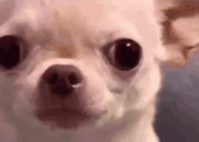 hehe emote