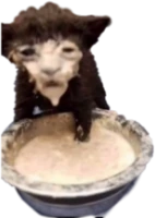 lost_in_sauce_cat emote