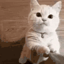HEYSTREAMER animated emote