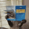 monkey_reading emote