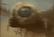 MothraJam animated emote