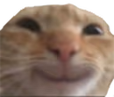 gatoFeli emote