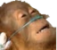 LifeSupport emote