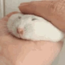 hamsterPat emote