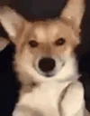 winky emote