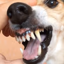 laladog emote