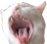 screaming_cat emote