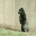 gorillaWalk animated emote