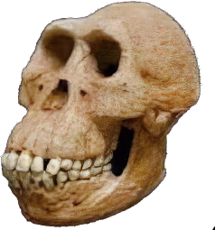 ape_skull emote