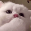 ewpMlems emote
