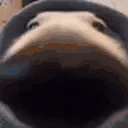 dogSniff emote