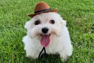 littlefuckassdog emoji