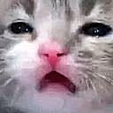 catconfusion emote