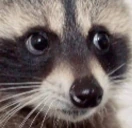 RaccoonWhat emote