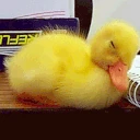 duck emote