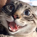 CE_CatPoggies emote