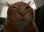 buhCheck emote