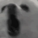 BORKING emote