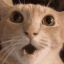 cat_shocked emote