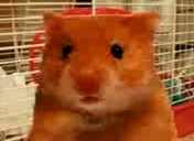 cosiekurwagapisz emote