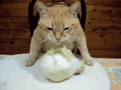 smacznego emote
