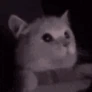 Flashbang_Cat emote