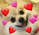 Hearts_Dog_Love emote