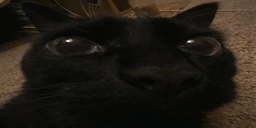 DOSENIBA emote