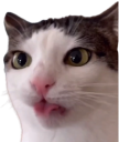blep static emote