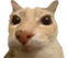 otg emote