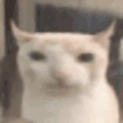 catEat emote