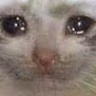 catBigSad emoji