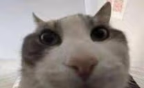 wires emote