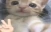 qq emote