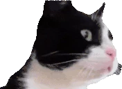 modCheck emote